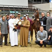 Junior Filly Gold Champion: Elluara (Khalil Al Shaqab X Ellura)