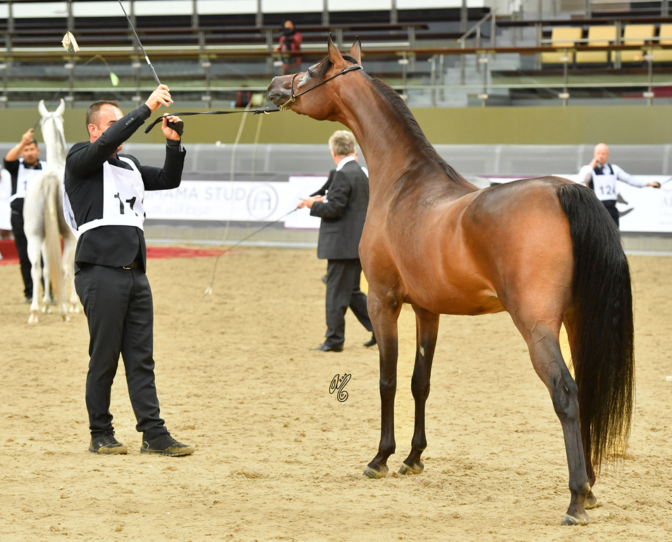 Junior Filly Gold Champion: Elluara (Khalil Al Shaqab X Ellura)