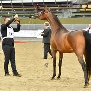 Junior Filly Gold Champion: Elluara (Khalil Al Shaqab X Ellura)