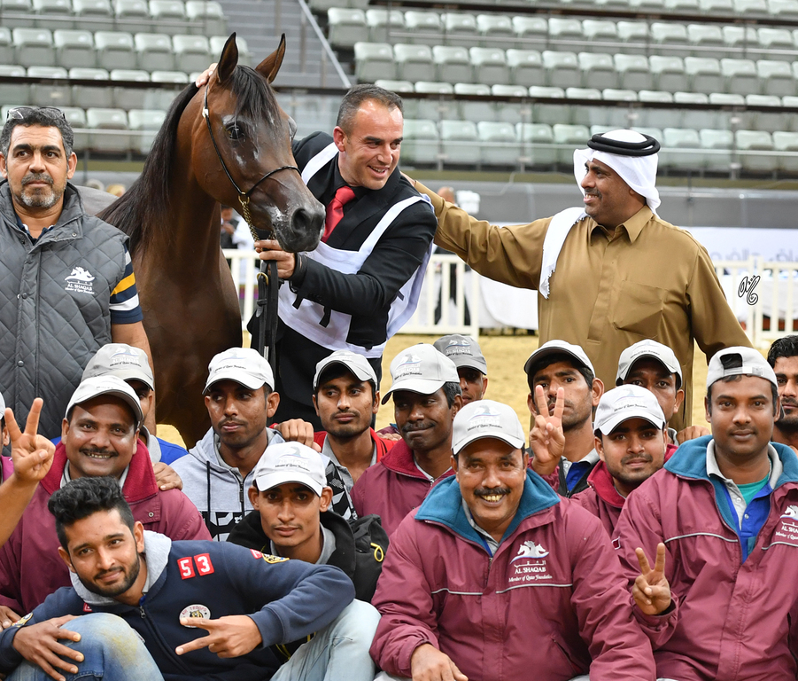 Junior Filly Gold Champion: Elluara (Khalil Al Shaqab X Ellura)