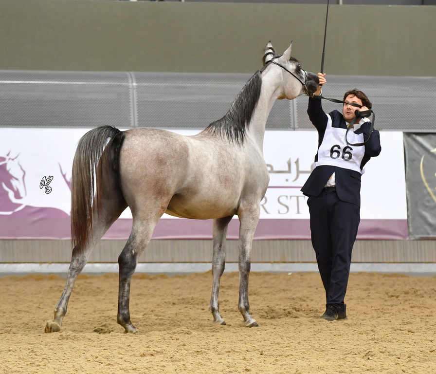 Junior Filly Bronze Champion: Safiat Al Shaqab (Kahil Al Shaqab X Shalimar Prestige)