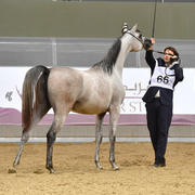Junior Filly Bronze Champion: Safiat Al Shaqab (Kahil Al Shaqab X Shalimar Prestige)