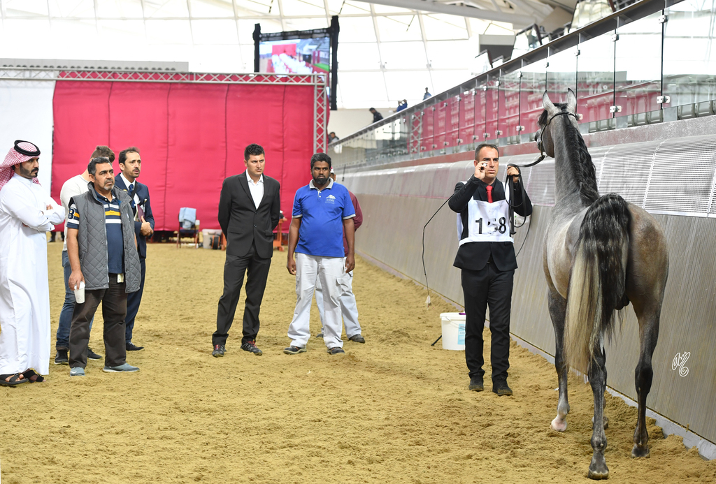 Lisa Abraham: 2016 Qatar Nationals for Purebred Arabian Horses Photo Gallery