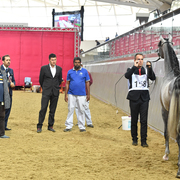 Lisa Abraham: 2016 Qatar Nationals for Purebred Arabian Horses Photo Gallery