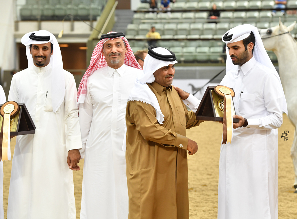 Lisa Abraham: 2016 Qatar Nationals for Purebred Arabian Horses Photo Gallery