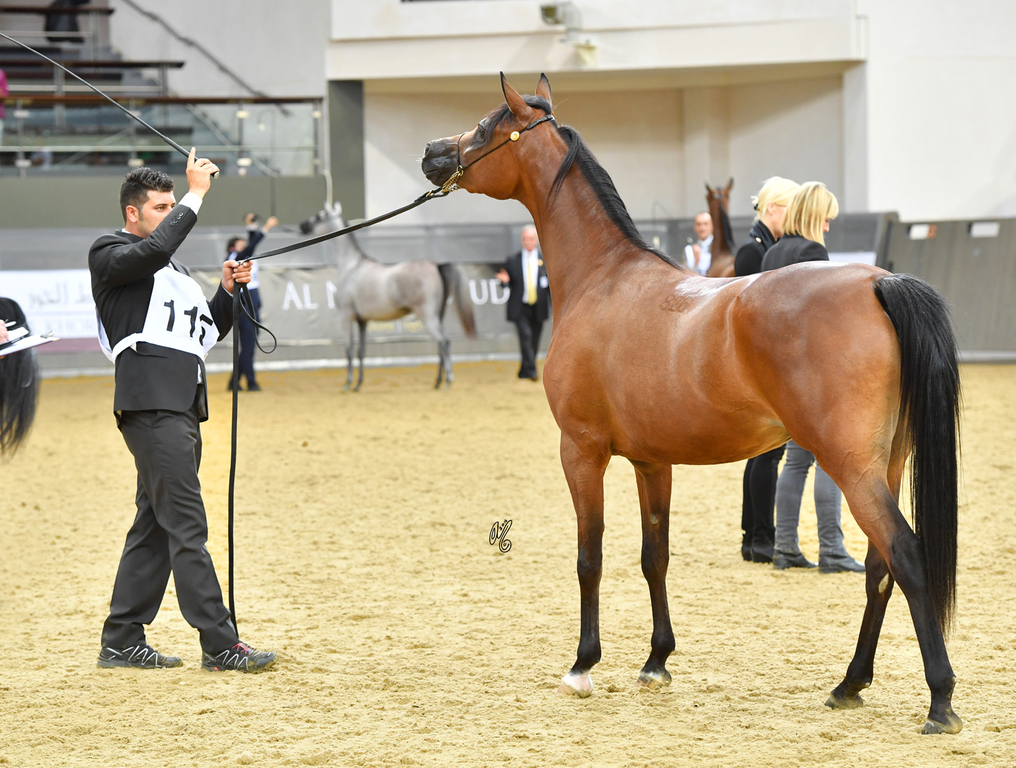 Junior Filly Silver Champion: Empuza (Kahil Al Shaqab X AJ Mashkora)