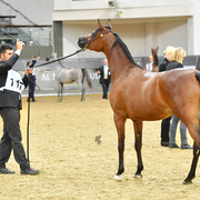 Junior Filly Silver Champion: Empuza (Kahil Al Shaqab X AJ Mashkora)