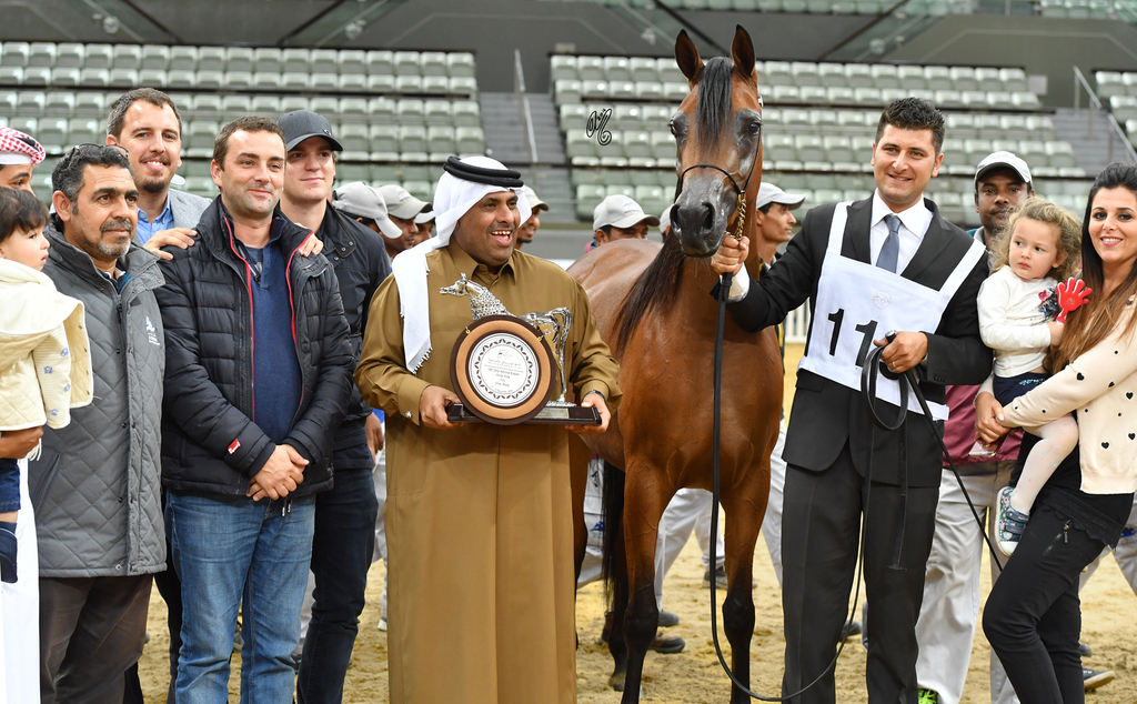 Junior Filly Silver Champion: Empuza (Kahil Al Shaqab X AJ Mashkora)