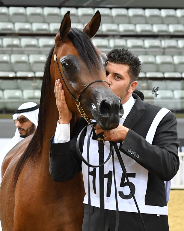 Junior Filly Silver Champion: Empuza (Kahil Al Shaqab X AJ Mashkora)
