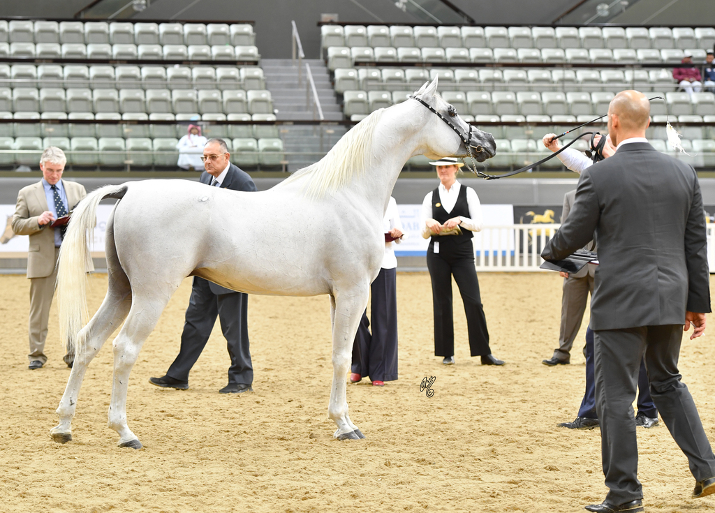 Medan Elalya: 7-10 Stallion