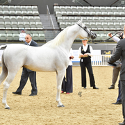 Medan Elalya: 7-10 Stallion