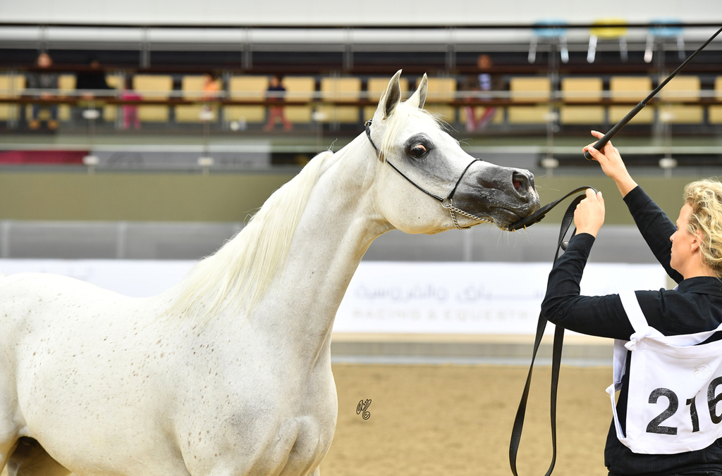 Farida Al Nasser: 7-10 Mare