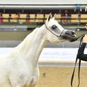 Farida Al Nasser: 7-10 Mare