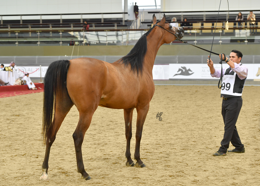  Rahaf Al Shahania: 4-6 Mare