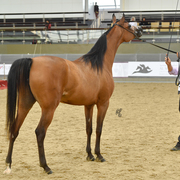  Rahaf Al Shahania: 4-6 Mare