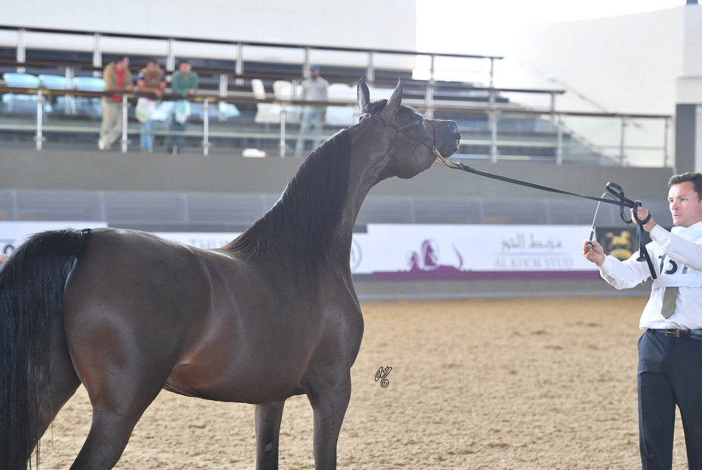 Al Jazeera: 3 Year Old Filly