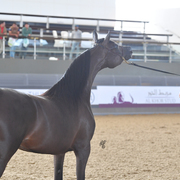 Al Jazeera: 3 Year Old Filly