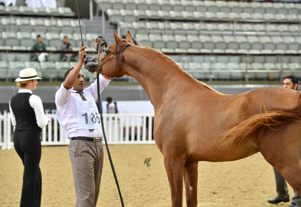 Mardf Al Shaqab: 2 Year Old Colt