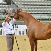Mardf Al Shaqab: 2 Year Old Colt