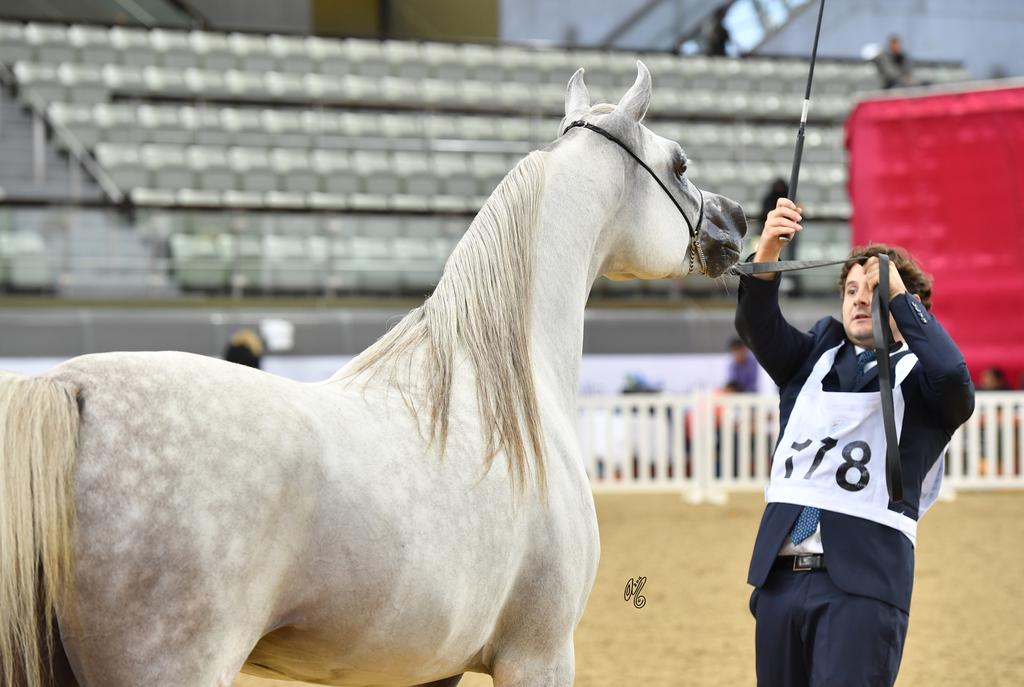 Moneer Al Shaqab: 2 Year Old Colt