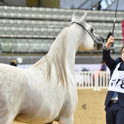 Moneer Al Shaqab: 2 Year Old Colt