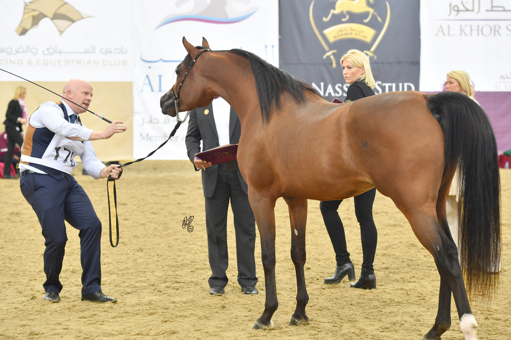 Shaman Al Zobara: 2 Year Old Colt