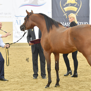 Shaman Al Zobara: 2 Year Old Colt