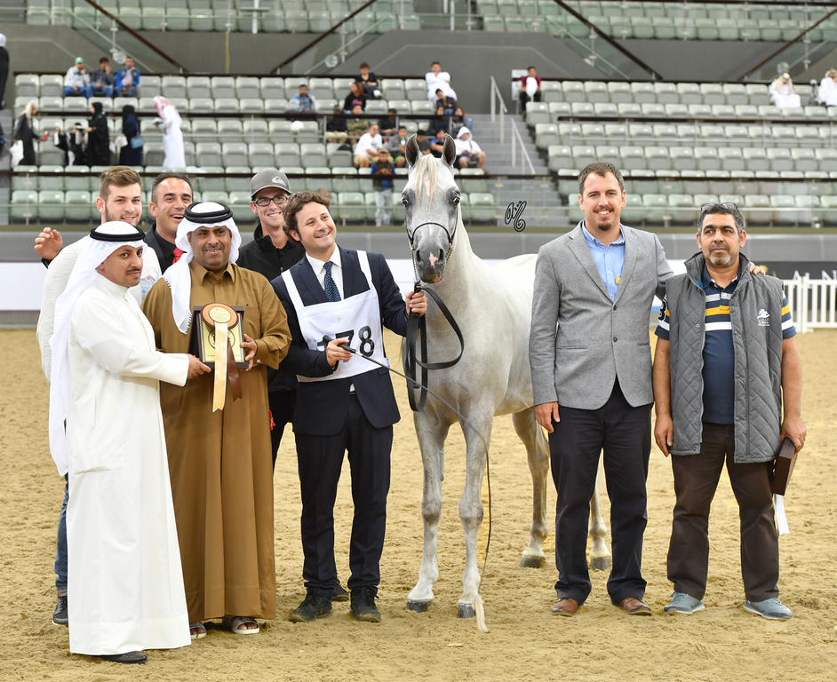 Moneer Al Shaqab: 2 Year Old Colt
