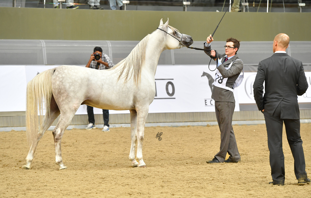 Moneer Al Shaqab: 2 Year Old Colt
