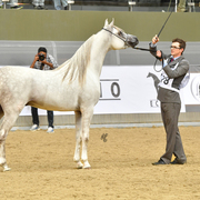 Moneer Al Shaqab: 2 Year Old Colt