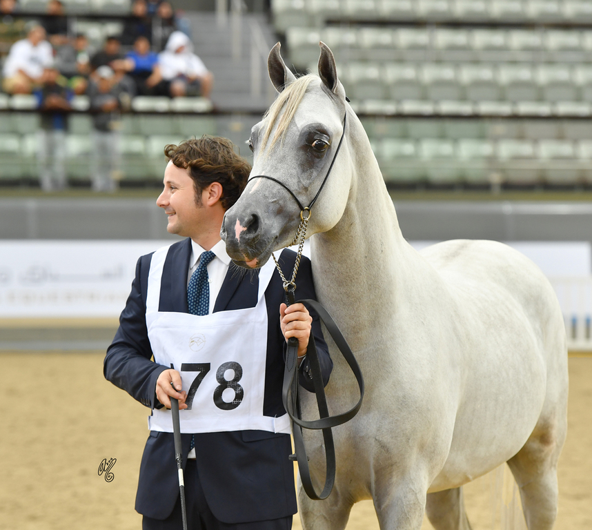 Moneer Al Shaqab: 2 Year Old Colt