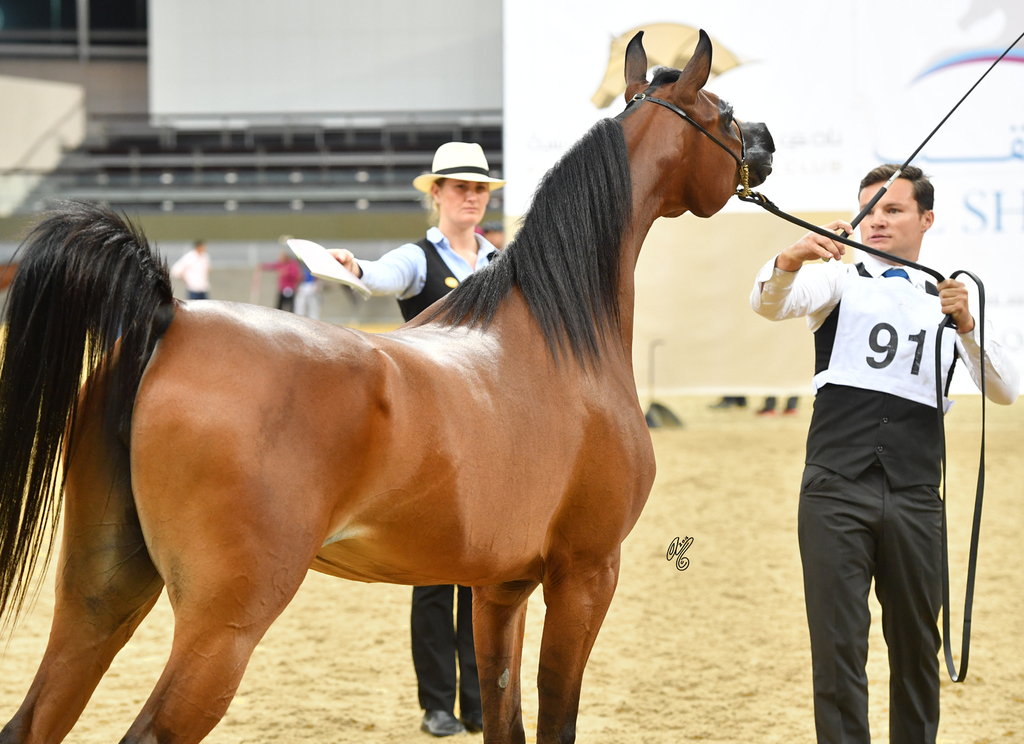 D Jazah: 2 Year Old Filly