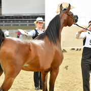 D Jazah: 2 Year Old Filly