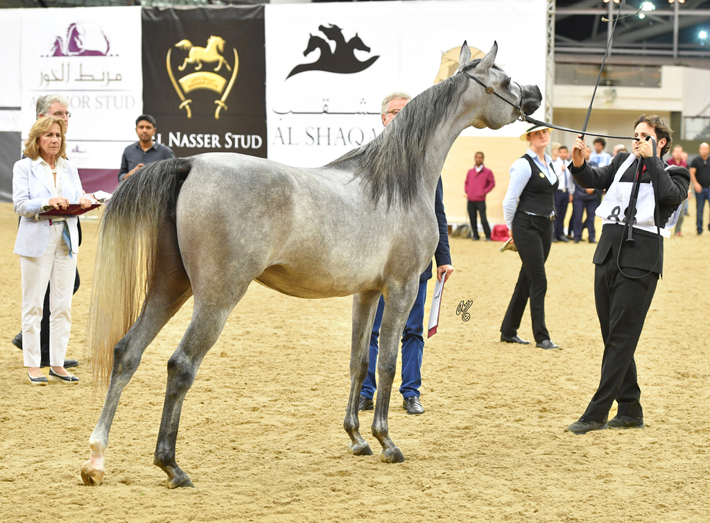 Fouz Al Shaqab: 2 Year Old Filly
