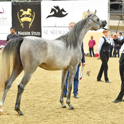 Fouz Al Shaqab: 2 Year Old Filly