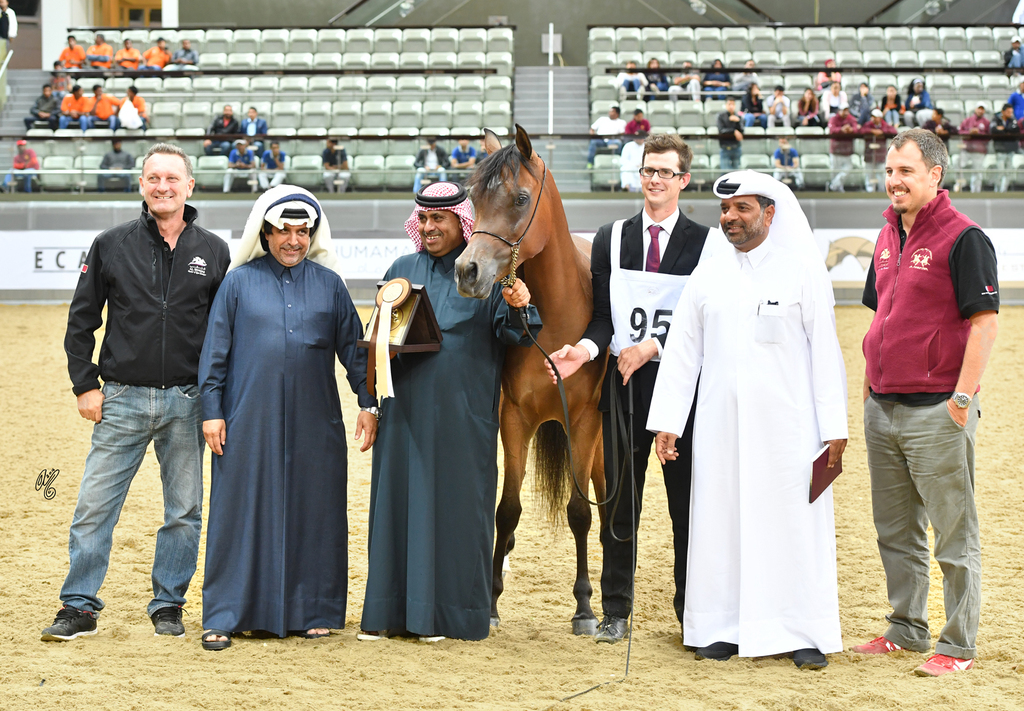 Miznah Al Shaqab: 2 Year Old Filly