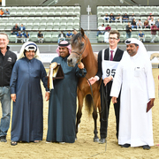 Miznah Al Shaqab: 2 Year Old Filly