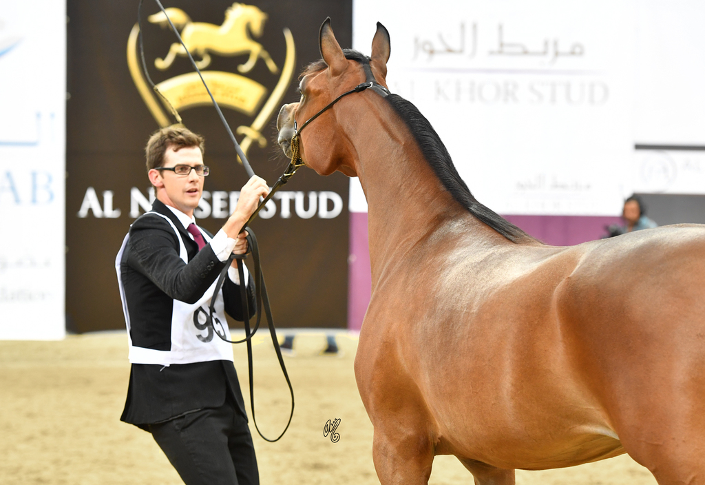 Miznah Al Shaqab 2 Year Old Filly