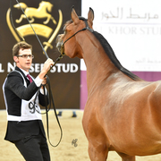 Miznah Al Shaqab 2 Year Old Filly