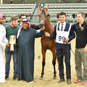 Wahat Al Shaqab: 2 Year Old Filly