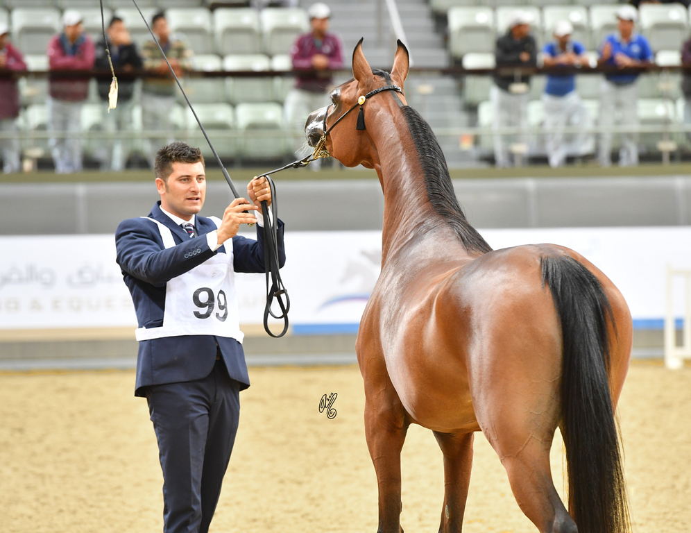 Wahat Al Shaqab: 2 Year Old Filly