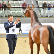 Wahat Al Shaqab: 2 Year Old Filly