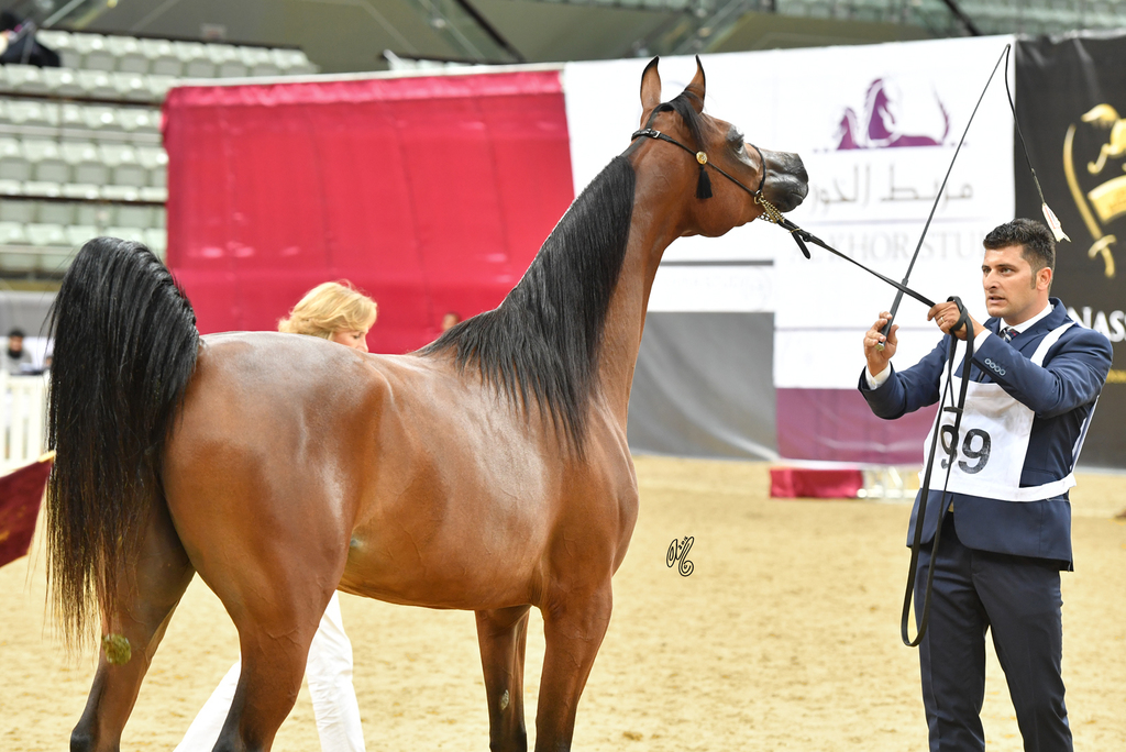 Wahat Al Shaqab: 2 Year Old Filly
