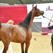 Wahat Al Shaqab: 2 Year Old Filly