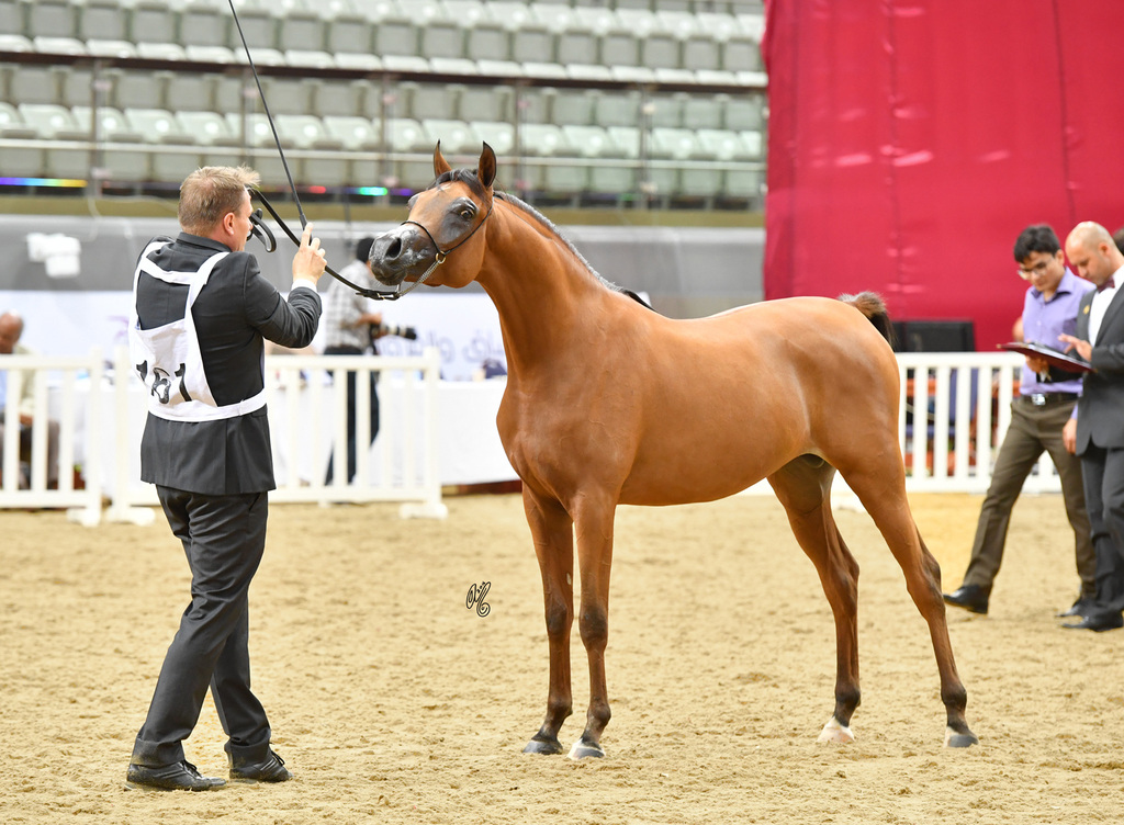 Laheeb Al Naif: Yearling Colt