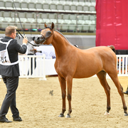 Laheeb Al Naif: Yearling Colt