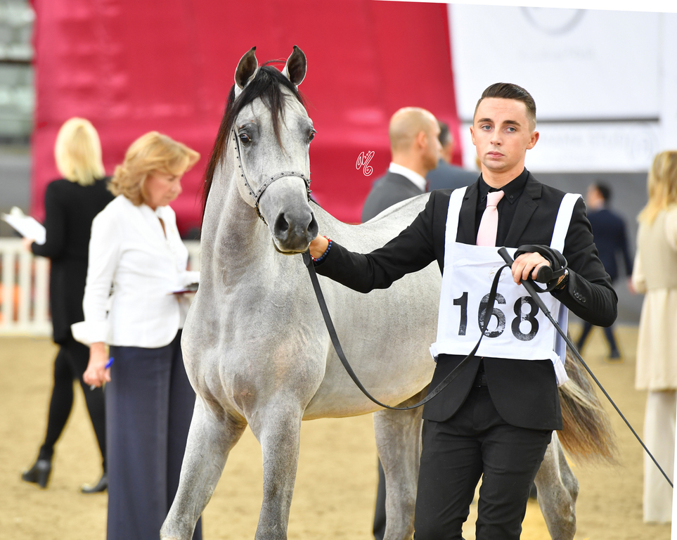 Sayf Al Jood: Yearling Colt