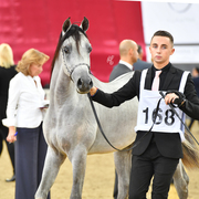 Sayf Al Jood: Yearling Colt