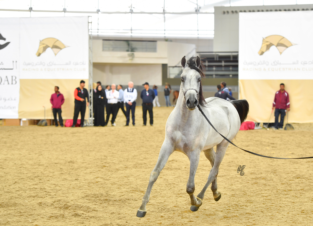 Sayf Al Jood: Yearling Colt