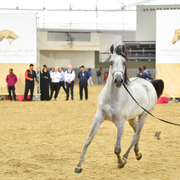 Sayf Al Jood: Yearling Colt